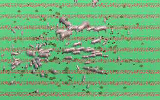 Pig Simulator 2024